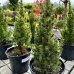 Smrek biely (Picea glauca) ´CONICA´ – výška 40-60 cm, kont. C7,5L